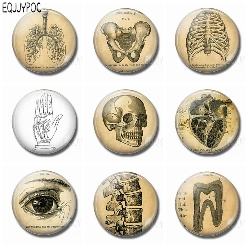 Human Body Unraveling Organs Fridge Magnets 30 MM Glass Gem Magnetic Stickers for Refrigerator Home Decor Gift of Doctors
