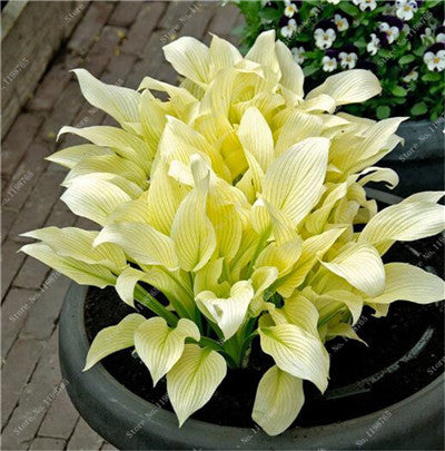 Bonsai 200 Pcs Seeds Mixed Hosta Garden Decorations Jardin Perennials Lily Flower Pot White Lace Diy Home Ground Cover Garden Plant