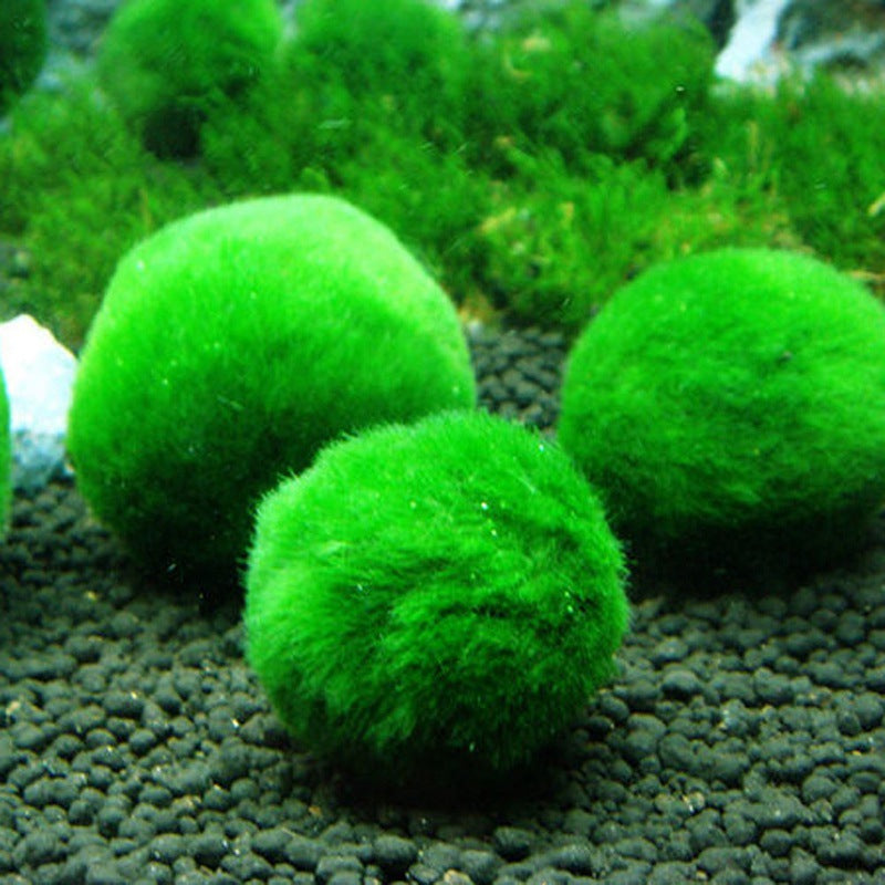 Aquarium Moss Fish Water Grass Balls Alive Live Fishes Plants Aquaristics Shrimp Aquarium Moss Ball Water Grass Shrimp