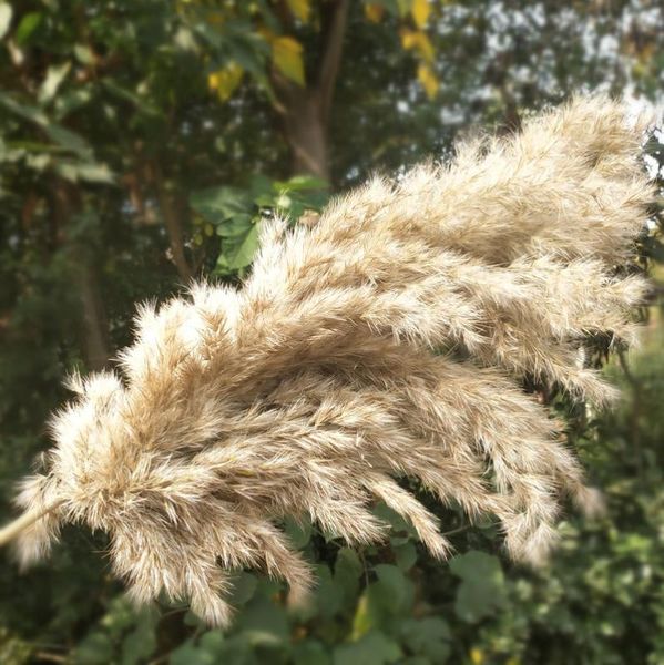 20 Pcs Natural Dried Pampas Grass Phragmites Communis Reed Plants Wedding Flower Bunch Home Decor Diy Dried Flowers Pampas Grass