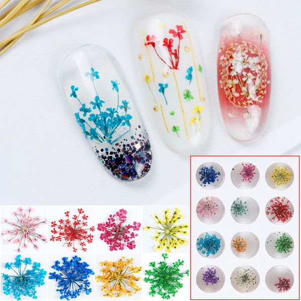 100pcs 15-20mm Pressed Dried Ammi Majus Flower Dry Plants For Nail art Epoxy Resin Pendant Necklace Jewelry Making Craft DIY Accessories