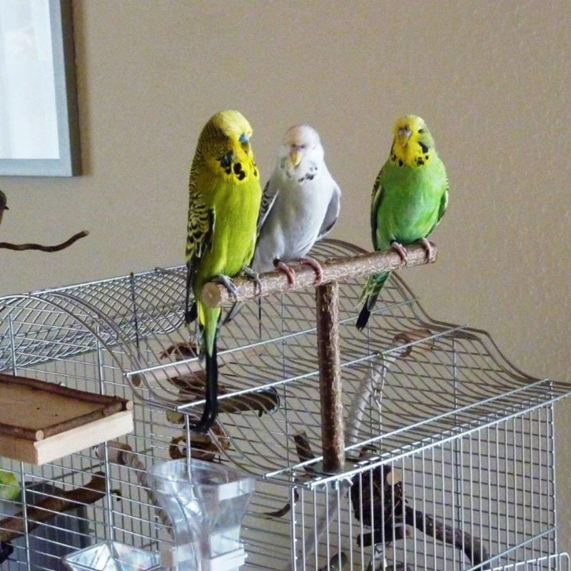 Parrots Birds Stand Bar Parrots Bite Chew Toys Swing Pets Rest Games Toys Needs