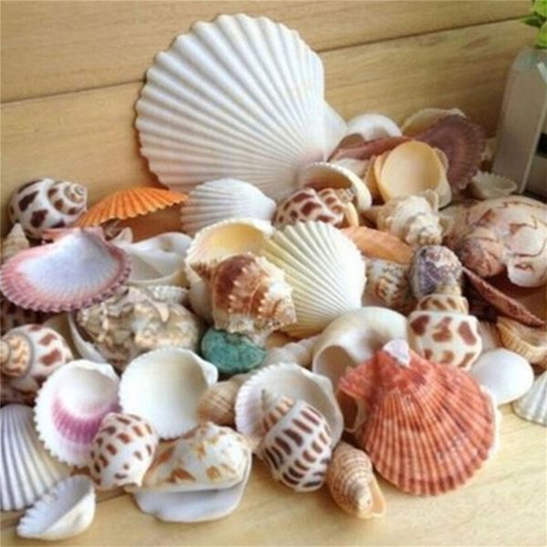 Garden Decorations Home Mixed 100g Aquarium Beach Sea Shell Craft SeaShells Decor Factory price expert design Quality Latest Style Original