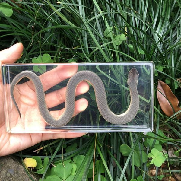 1pcs Snake Bones Reptile Specimen Artificial Amber Paperweight Resin Arts And Crafts Originality Gift Teaching Articles 210318