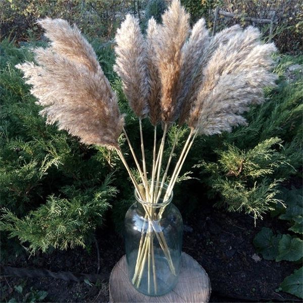 Fluffy Wedding Use Pampas Flower Bunch Beautiful Reed Christmas Decor Pampas Grass Flower Bunch Natural Dried Reed Plants 210317