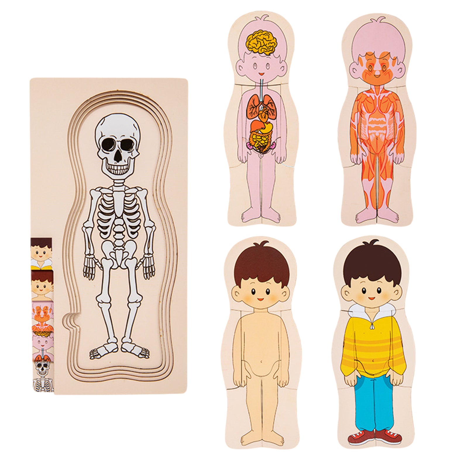 Human Body Toys Puzzle Boys Girls Human Body Structure Jigsaw Interactive