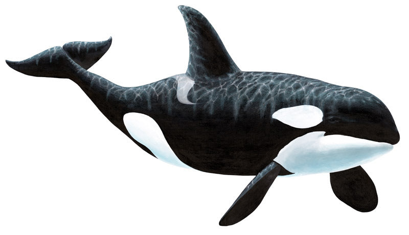 Orca Killer Whale Wall Stickers Decals  Murals