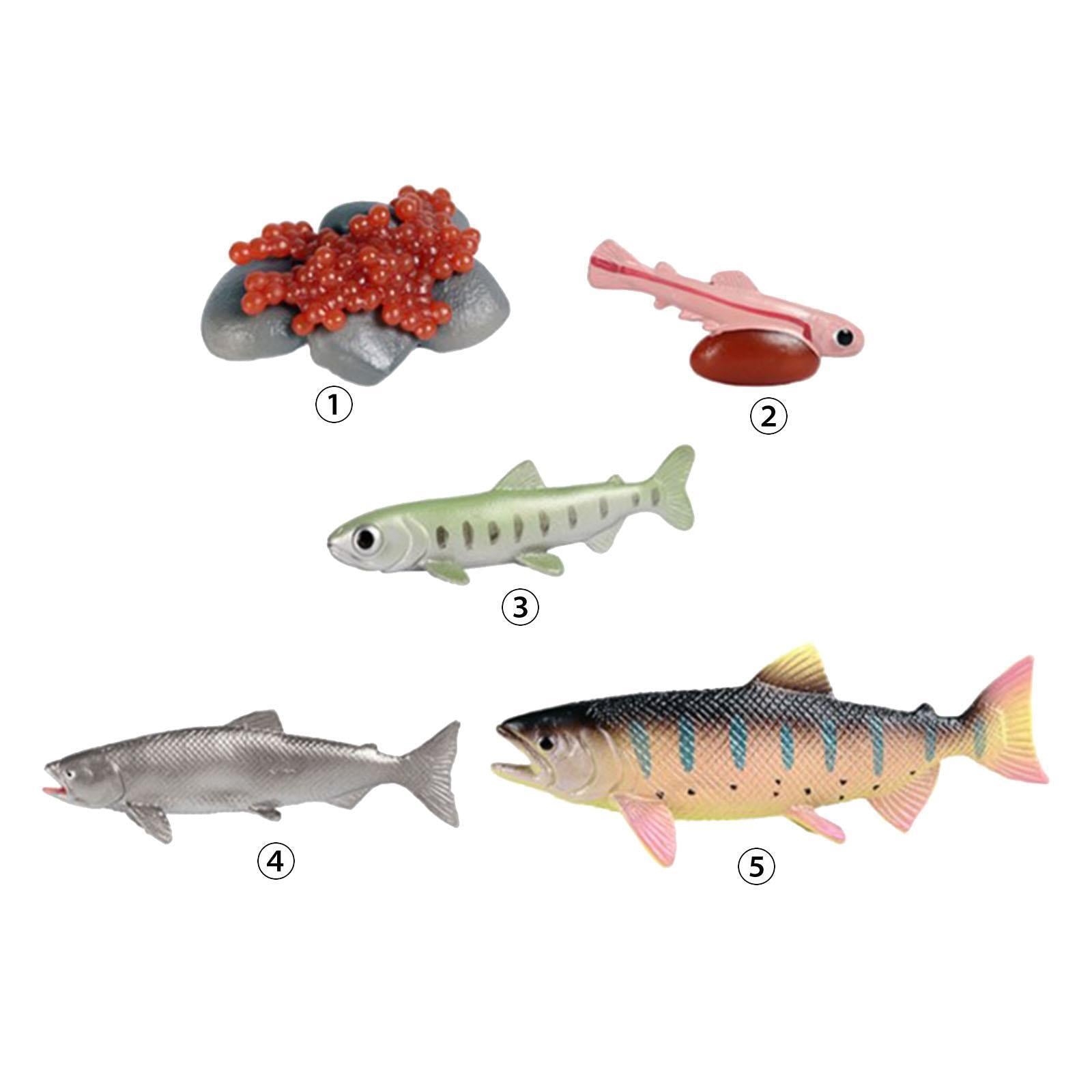 Life Cycle of Salmon Toys Farm Animals Figurines Teaching Birthday Gifts