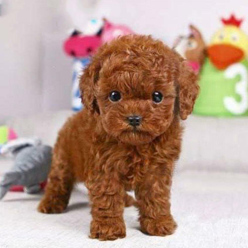  new Realistic Teddy Dog Simulation Toy Dog Puppy Lifelike Stuffed Toys
