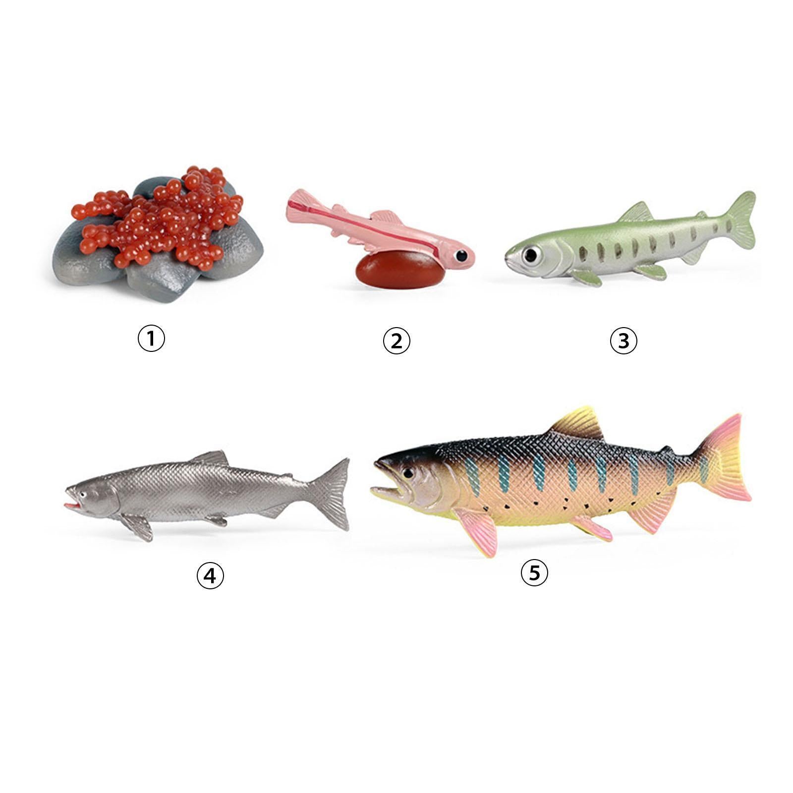 Life Cycle of Salmon Toys Cake Toppers Teaching Props Realistic Educational